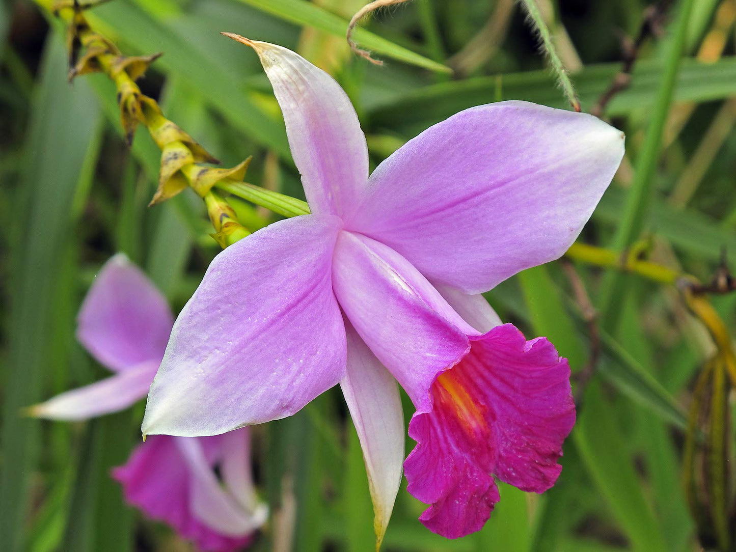Hawaiian Bamboo Orchid Plant Root - Live Tropical Orchid, Easy Care Indoor Outdoor Flowering Plant with Fragrant Purple Blooms, Hawaii Grown Orchid