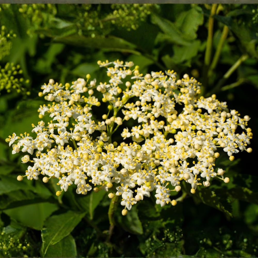 2 Elderberry Live Plants | 8-12 Inches Bare Root Rooted Cuttings | Black Sambucus Deciduous Fruit Shrub | Well-Rooted for Outdoor Garden and Landscape