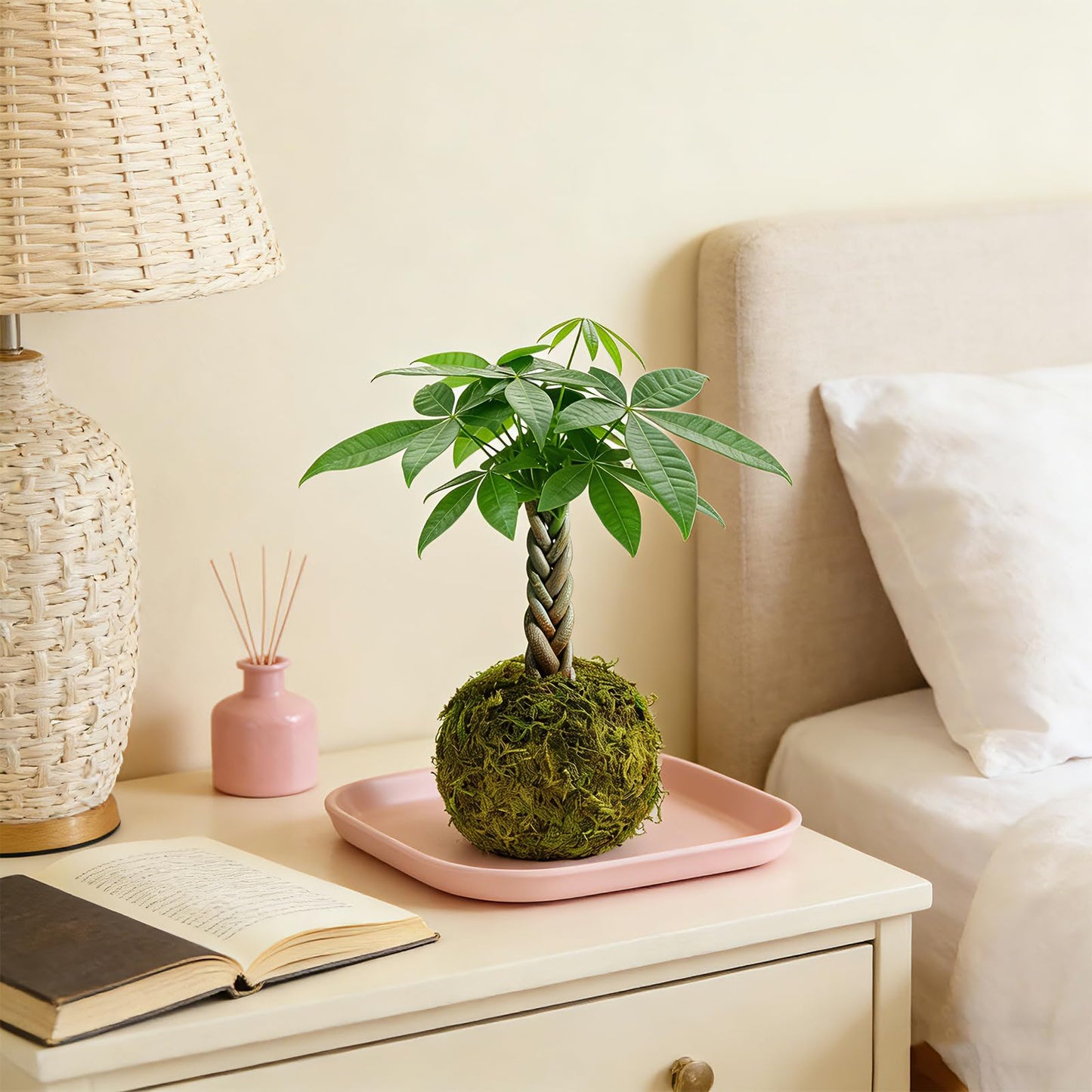 Live Plant Money Tree Kokedama, Easy to Grow, A Living Moss Ball Plant for Home Office Decor, Unique Gift