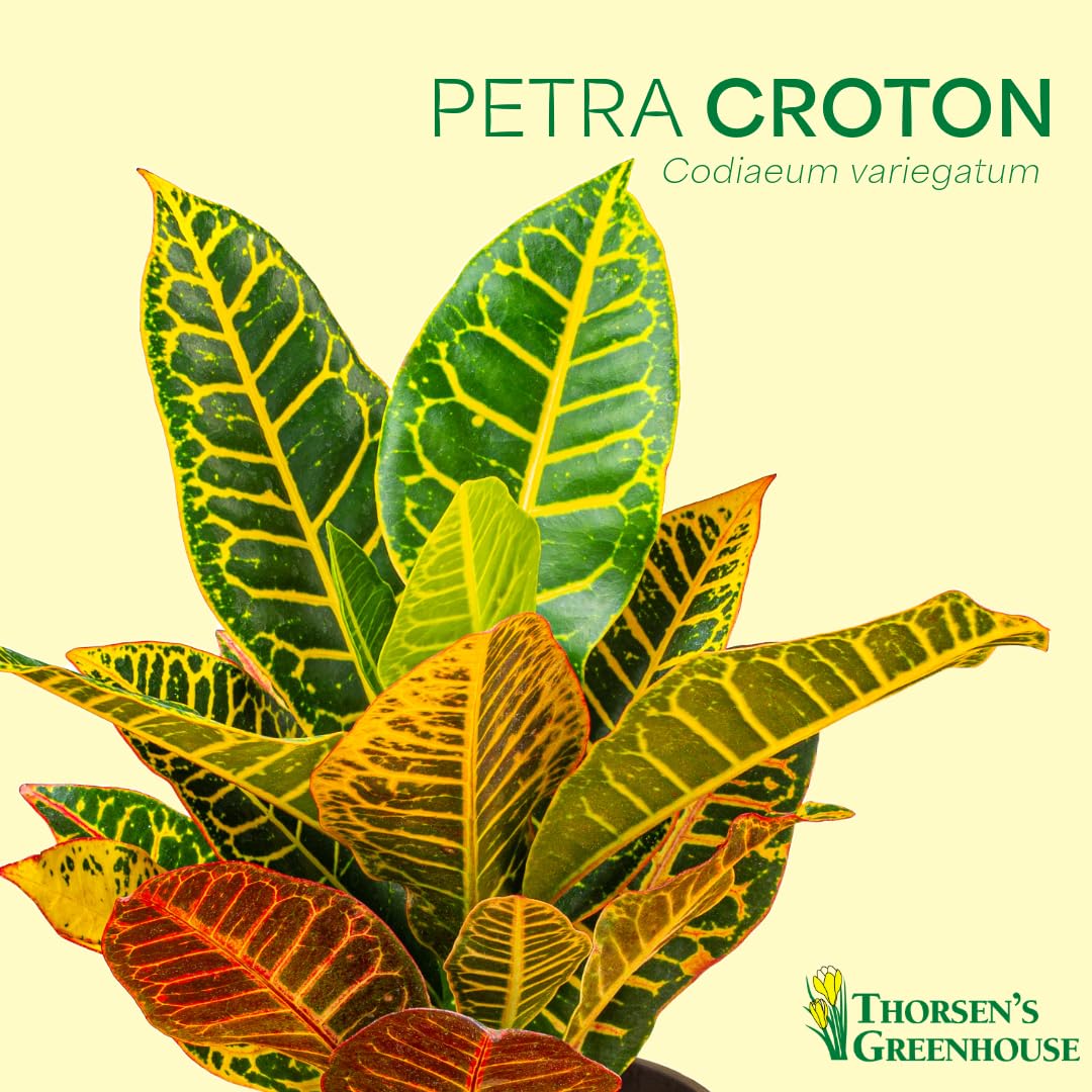 Thorsen's Greenhouse Live Petra Croton Plant, Codiaeum Variegatum, Colorful Foliage, Live Indoor Houselant (Nursery Pot, 6-inch Pot)