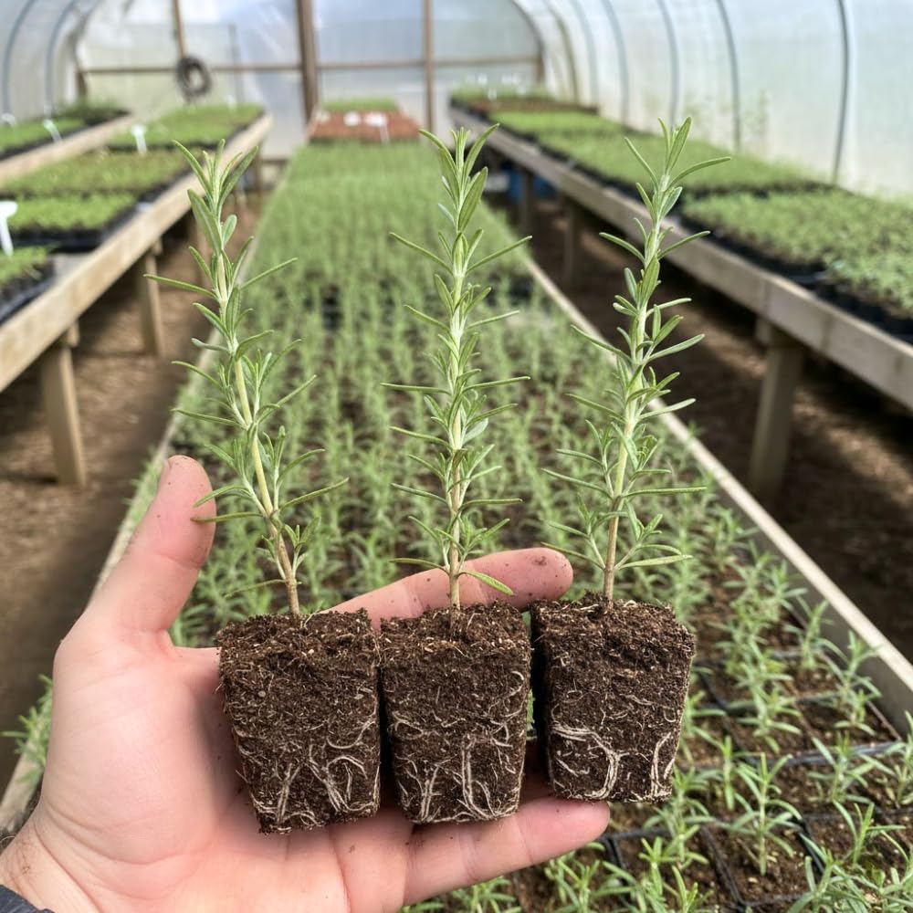 Set 3 Blue Rosemary Plants Live, Rosemary Live Plant, Edible and Fragrant Herbs, Rosemary Seedling for Indoor Outdoor Planting, 4-6 Inches Starter Plant