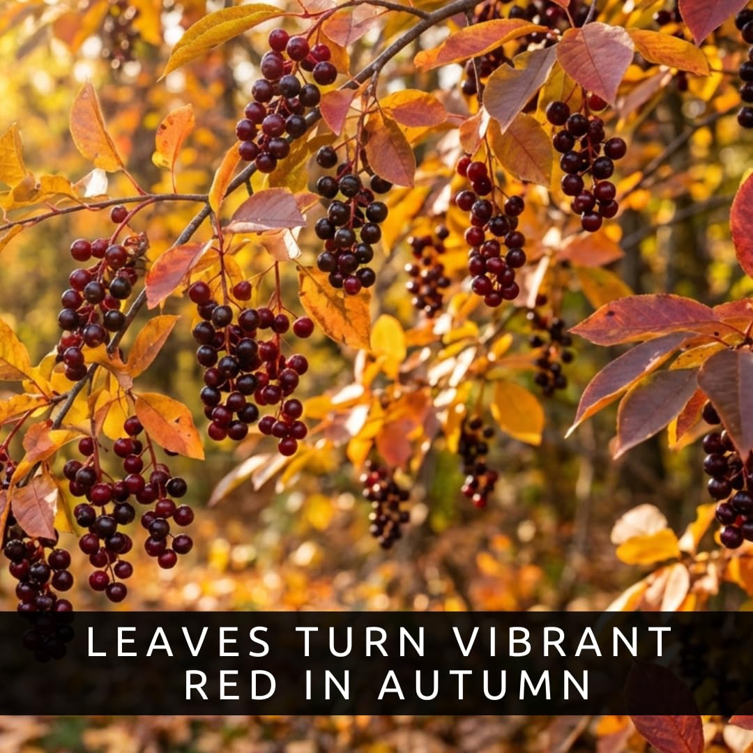 3 Chokecherry Tree Live Plants (Prunus virginiana) – Hardy Native Fruit Shrub – Edible Dark Red Berries – Fast Growing Outdoor Landscaping Plant – Well Rooted Ft Starter Plant