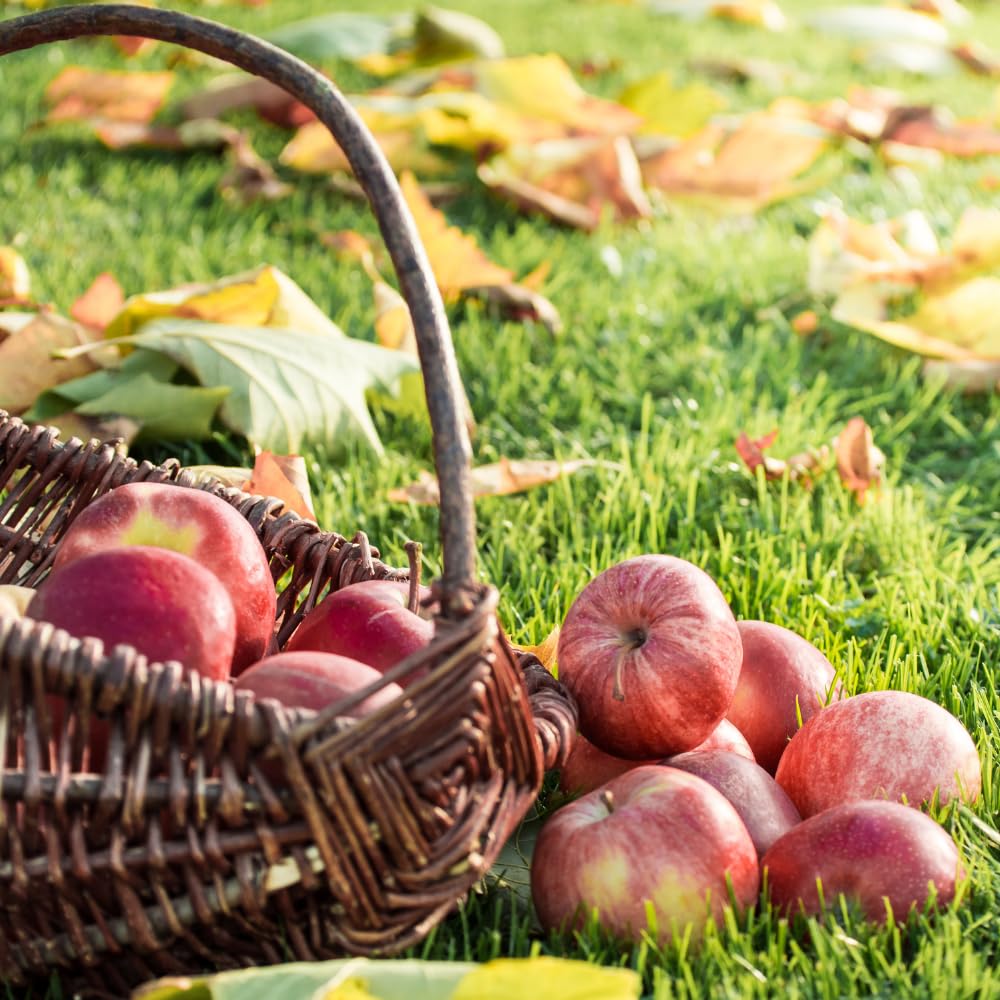 Gala Apple Tree Plant, 2' to 3' Tall, Red Apple Tree Plant, Gala Apple Plants Live Fruit Trees for Planting Indoors Outdoors Garden
