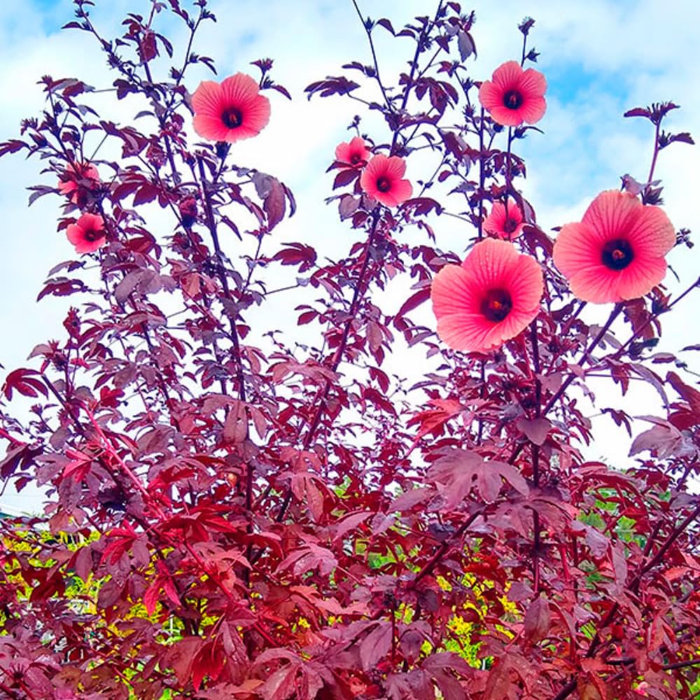 Pack 2 Cranberry Hibiscus Plants Live, 4-8 Inches Tall, Edible Ornamental Plant, Red Hibiscus Flowers