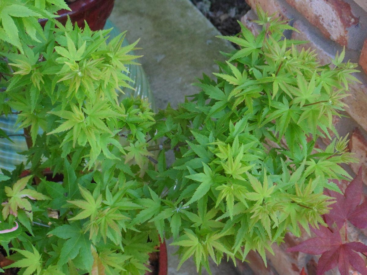 Lima Gold Japanese Maple - A New Japanese Maple with A Dense Habit and Lime Gold Spring Foliage - 2 - Year Tree