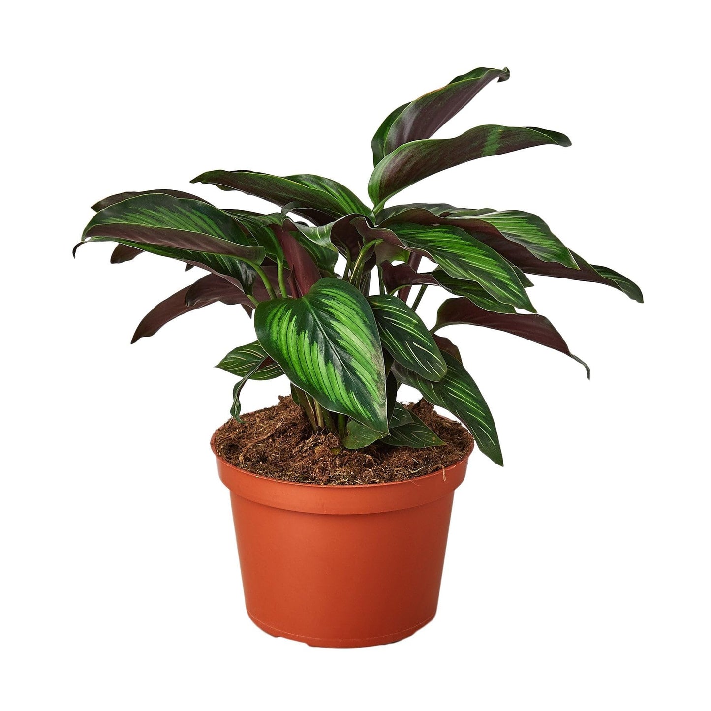 3 Pack Calathea 'Beauty Star' in 4in Pot - Live Plants Tropical Houseplants | Variegated | USA Growers | The Snobby Leaf