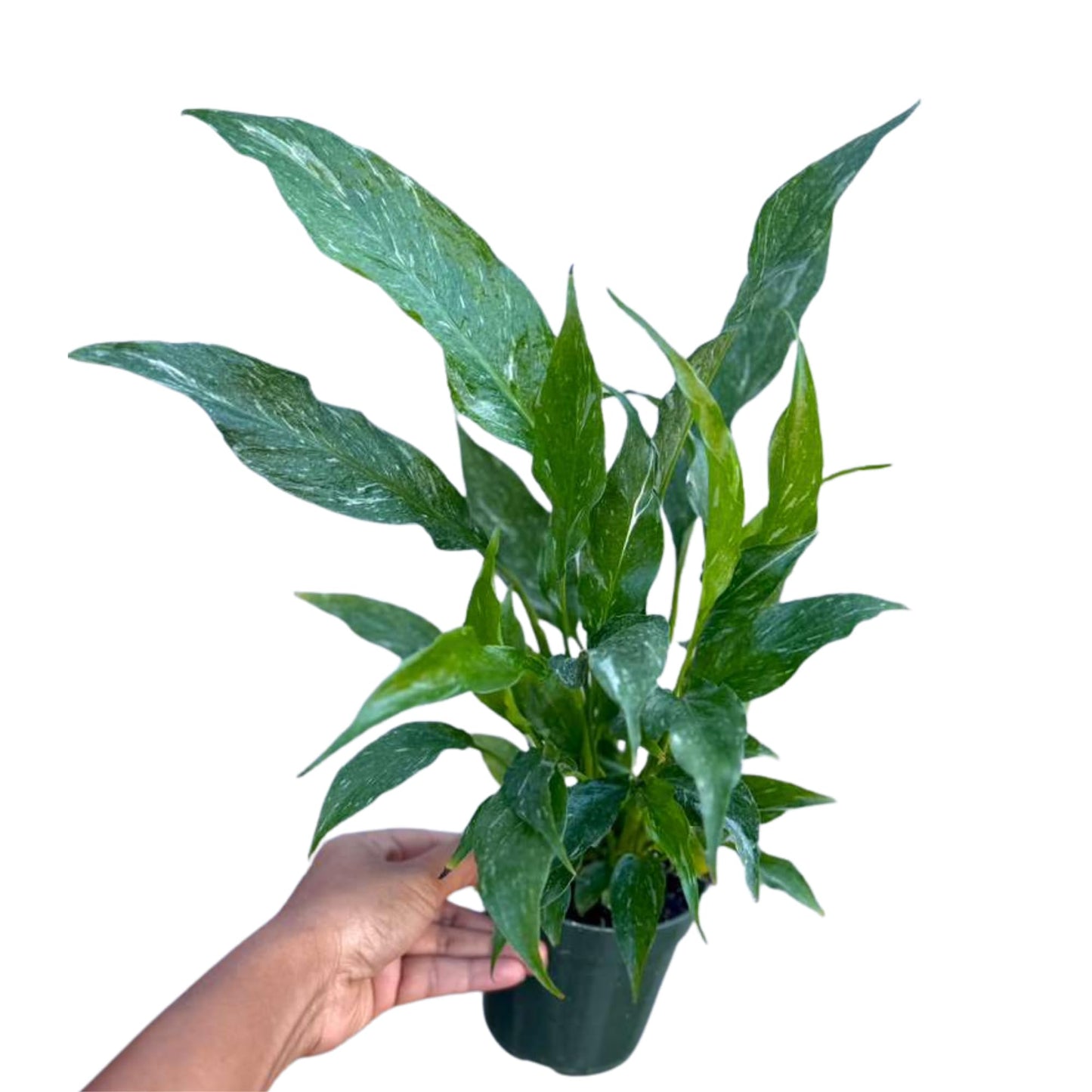 PLANTVERS Variegated Peace Lily in 4" Grow Pot – Spathiphyllum Variegata – Unique Live Indoor Flowering Plant – Easy Care, Air Purifying & Low Maintenance Tropical Houseplant