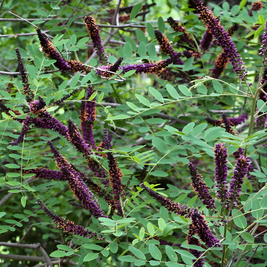 5 False Indigo Bush Live Plant 6-12 Inch | Amorpha fruticosa | Hardy Flowering Shrub with Deep Purple Spikes | Ideal for Pollinator Gardens & Landscapes