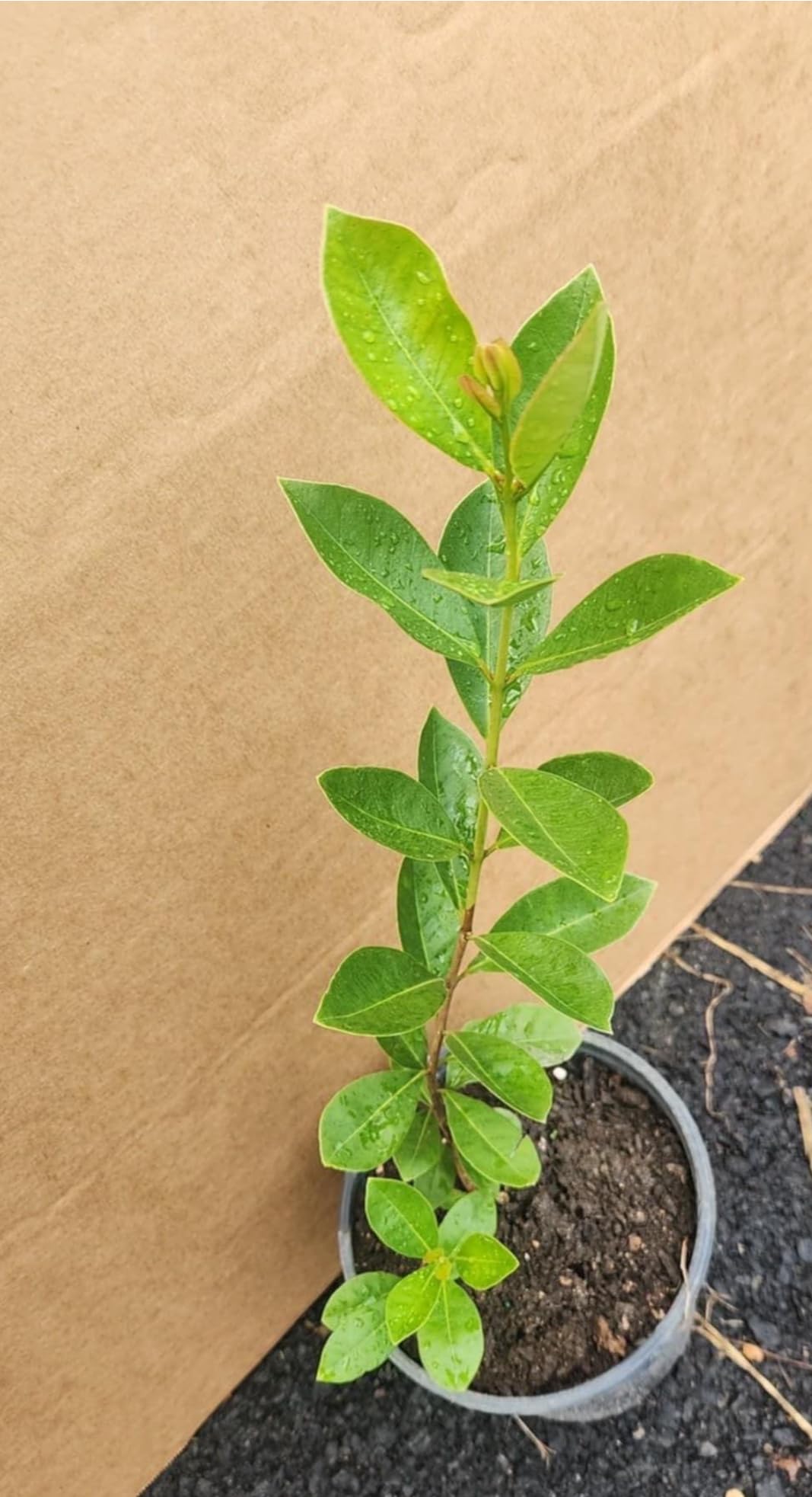 Guava Red Strawberry Live Plant/Tree Tropical 10inch-24inch