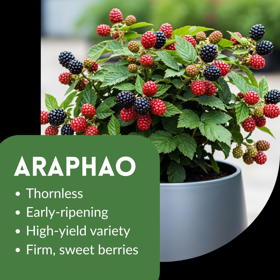 5 Arapaho Thornless BlackBerry Plants – Well-Rooted, Fruit-Bearing, Easy-to-Grow, Juicy Sweet Berries, Perfect for Home Gardens, Patios, and Home Berry Harvests