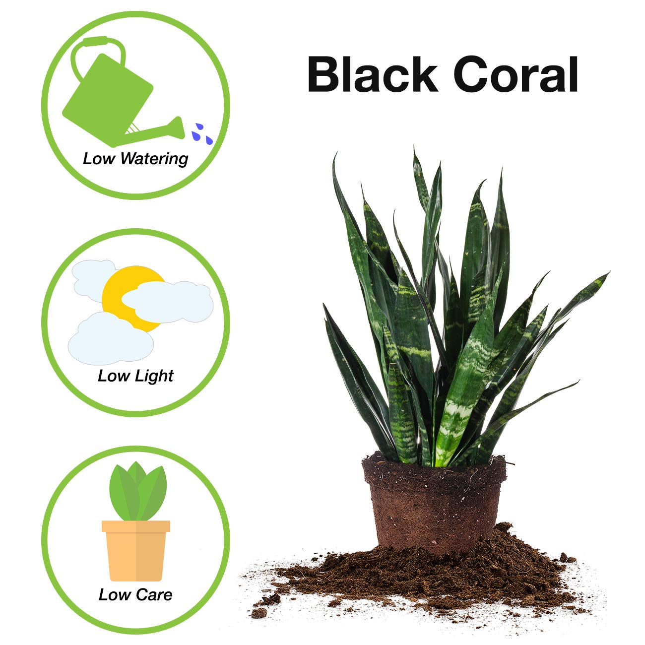 Perfect Plants Black Coral Snake Plant | Easy Care | Thrives in Low to Bright Light, Air Purifying 6in. Grower's Pot