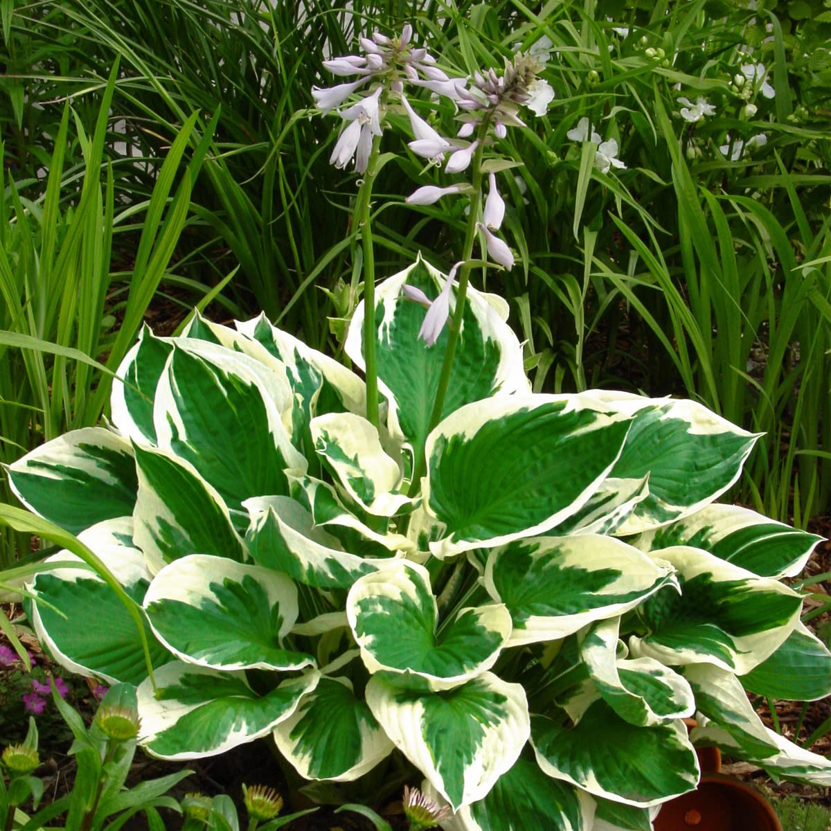 Van Zyverden Hosta Minuteman Set of 3 Roots