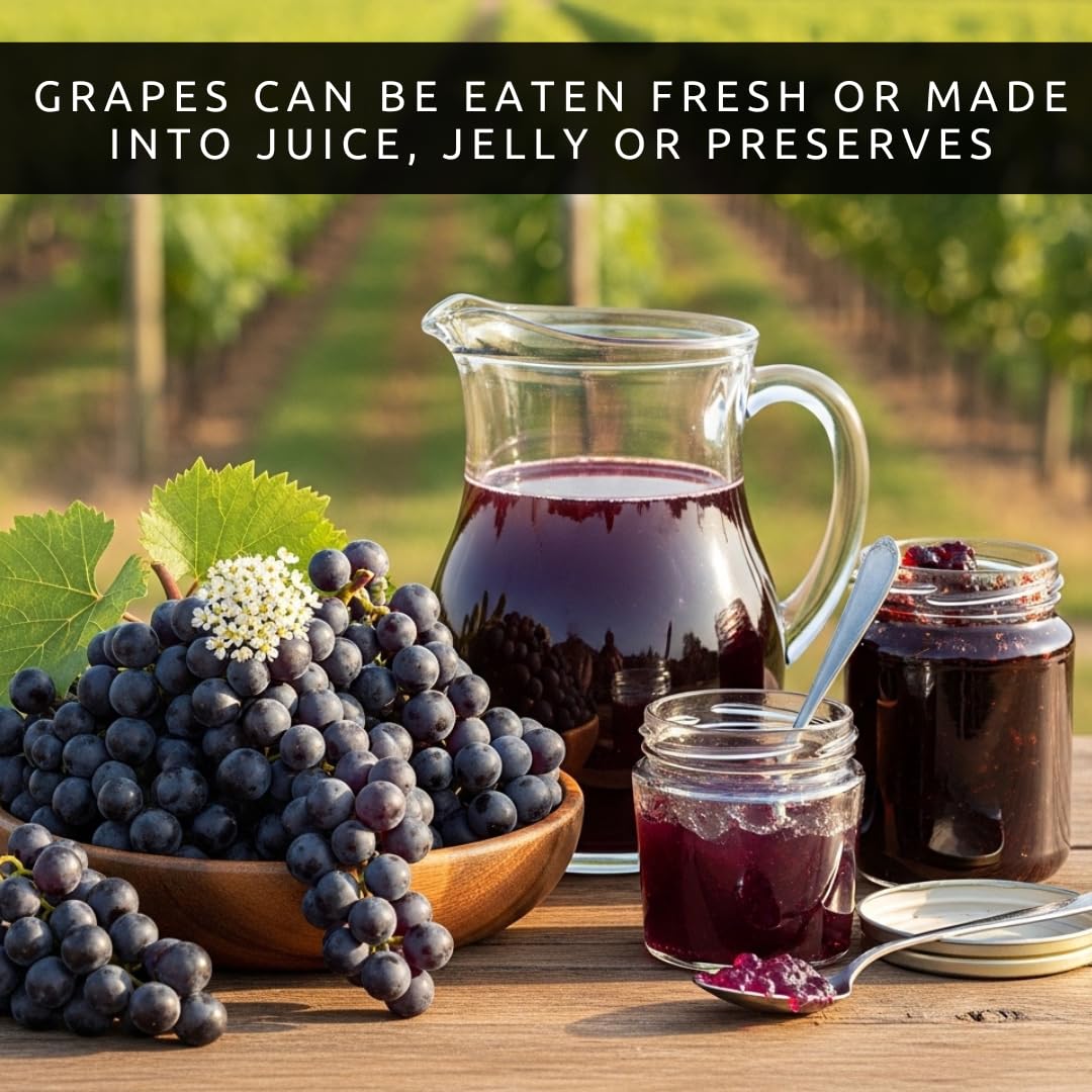 Concord Grape Vine Plants – Cold Hardy Purple Grapes for Home Gardens – Sweet Grapes for Fresh Eating, Juice & Jellylants for Growing - (3 Plants)