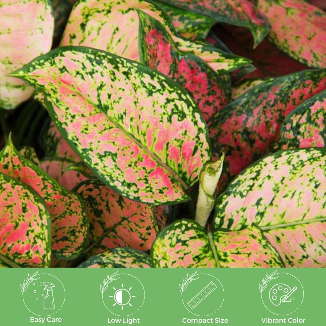 American Plant Exchange Aglaonema Chinese Evergreen, Hot Pink Wishes – 6-Inch Pot – Live Plant with Bright Foliage, Valentines Day Gift, Easy Care Houseplant for Home & Office Decor