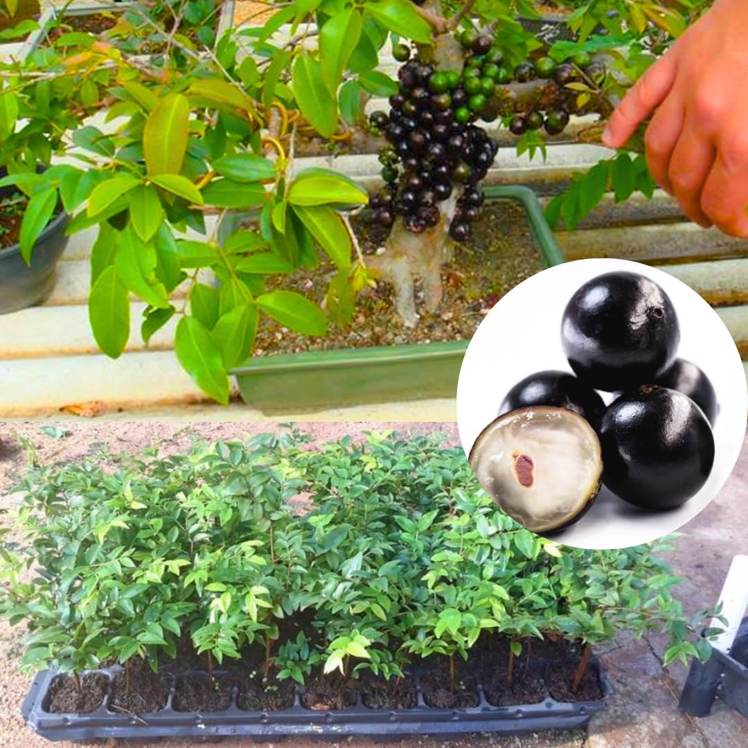 1 Feet Black Jaboticaba Tree Live Plant Well-Rooted and Fast-Growing Brazilian Jabuticaba Grapetree, No Pot, 1 Years Old Ready for Outdoor Spring Planting