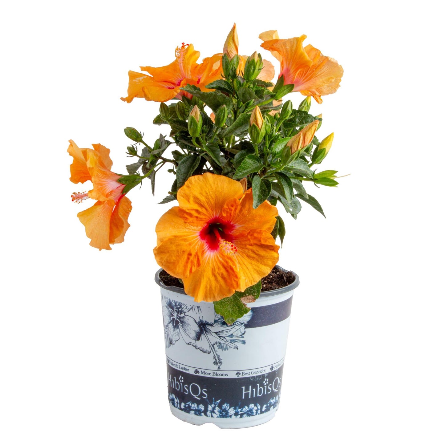 Costa Farms Live Orange Hibiscus Plant, Exotic Tropical Outdoor Flowering Shrub, 16-Inches Tall - Real Summer Garden Flowers for Patio, Deck & Porch - Hummingbird & Pollinator Attractor