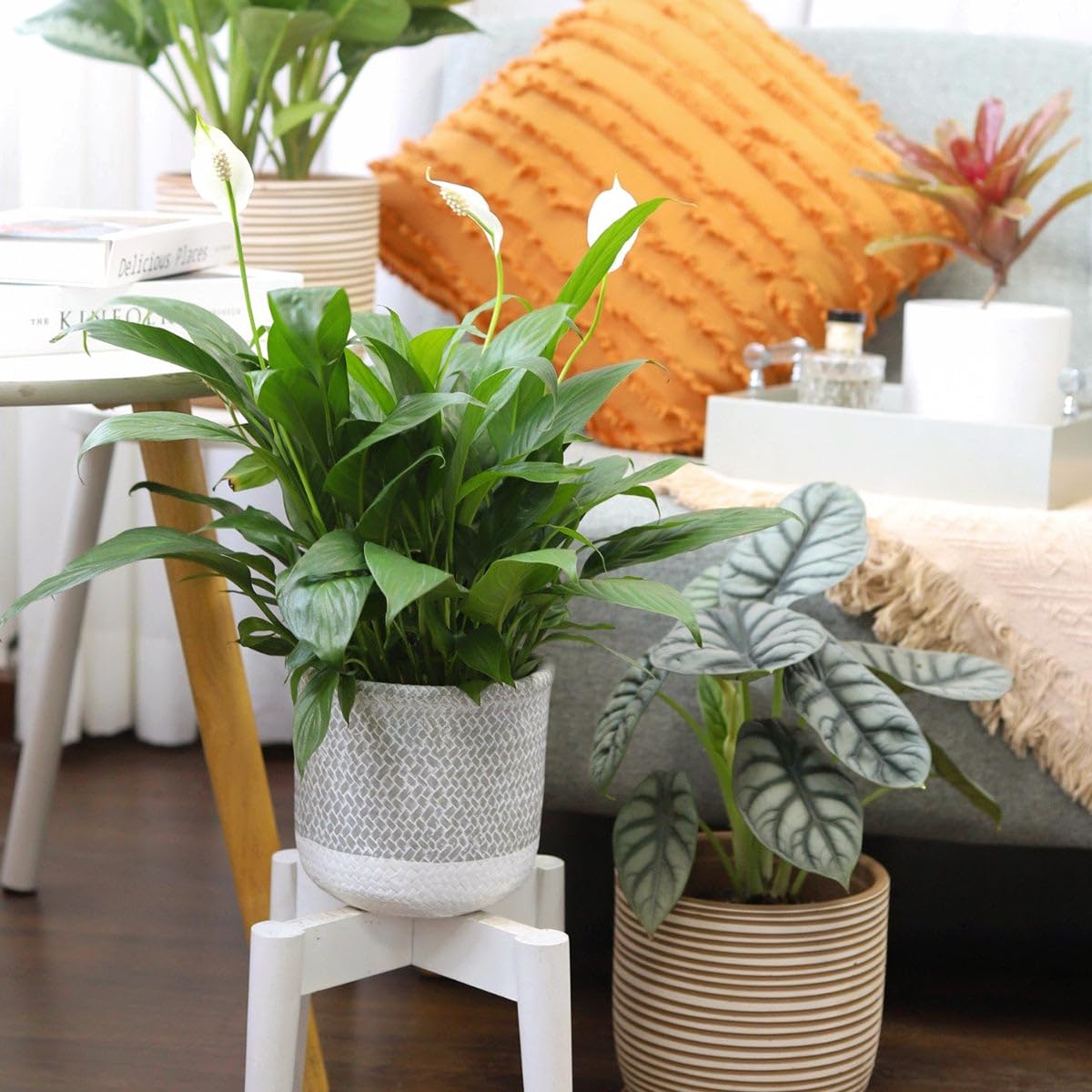 Live Indoor Flowering Houseplants, Spathiphyllum Green Peace Lily in 4" Grower Pot, Easy Care Plants