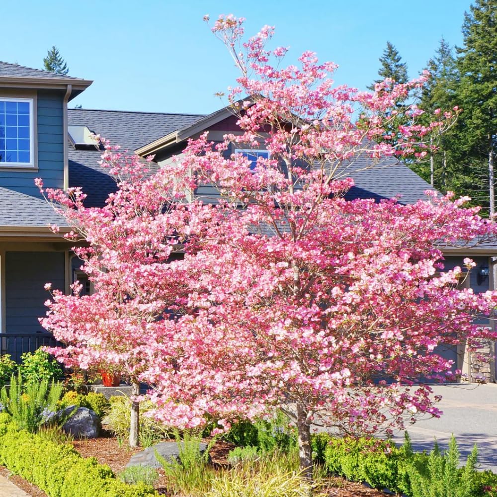Pink Dogwood Tree Live Plant for Planting, 8-14 Inch Height, Quart Pot Size, Dogwood Live Plant Dogwood Bush Shrub, Dogwood Plant Live, Dogwood Flowers