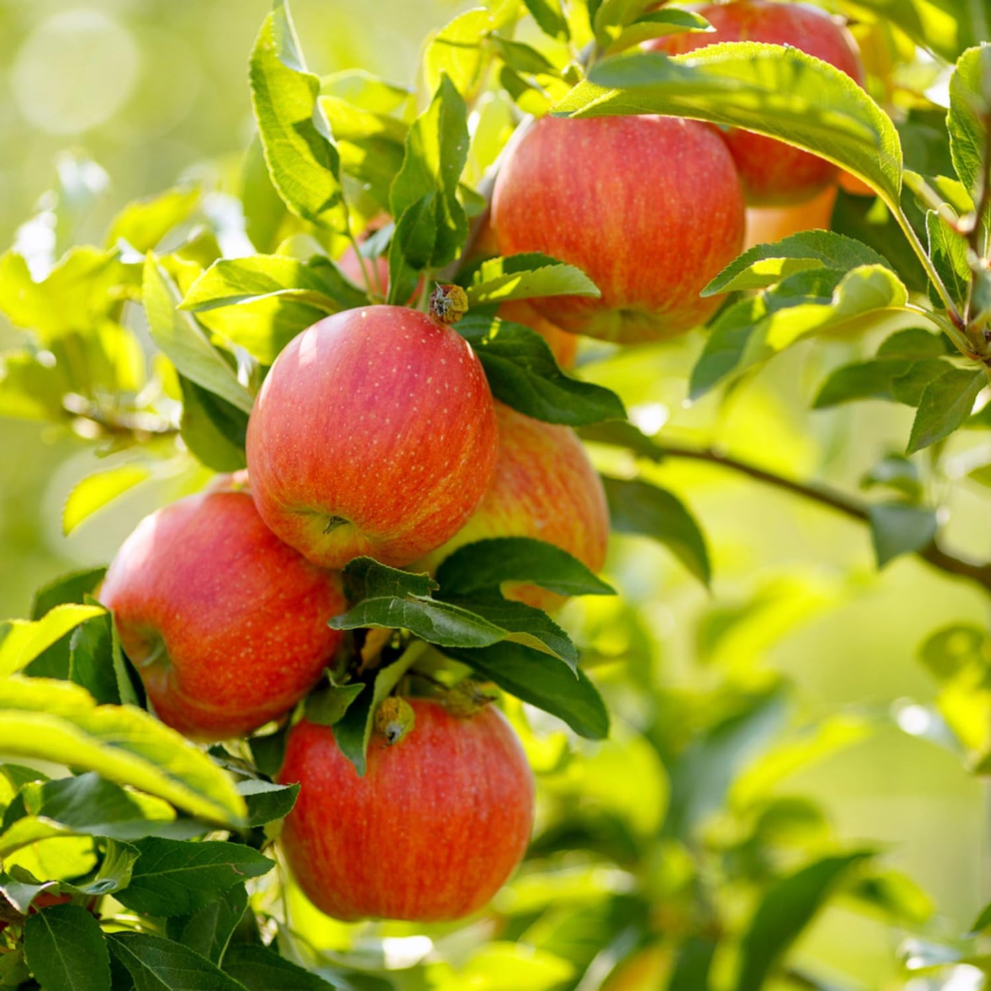 Gala Apple Tree Live Plant, Apple Plant Live for Planting, 2-3 Feet Tall, Bareroot Dormant, Live Apple Tree Plant Live, Sweet Apple Fruit Tree Ready to Grow Your Garden