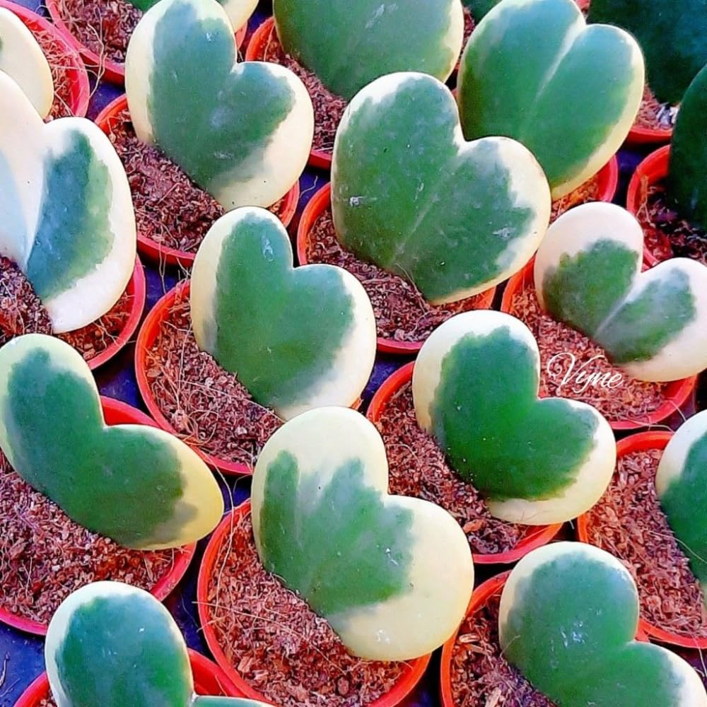 Hoya Plant Live, Variegated Kerri Hoya in 4'' Pot, Rare Heart-Shaped Succulent Vine with Cream and Green Leaves, Live Indoor Houseplant