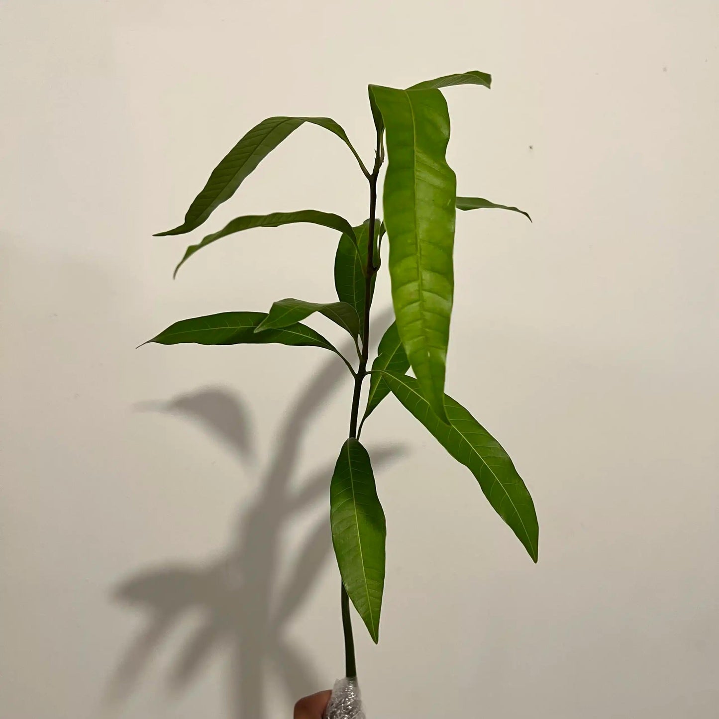 Live Plant - Mango Palmer (manglifera) Tropical Live Fruit Tree 1′- 2′ feet