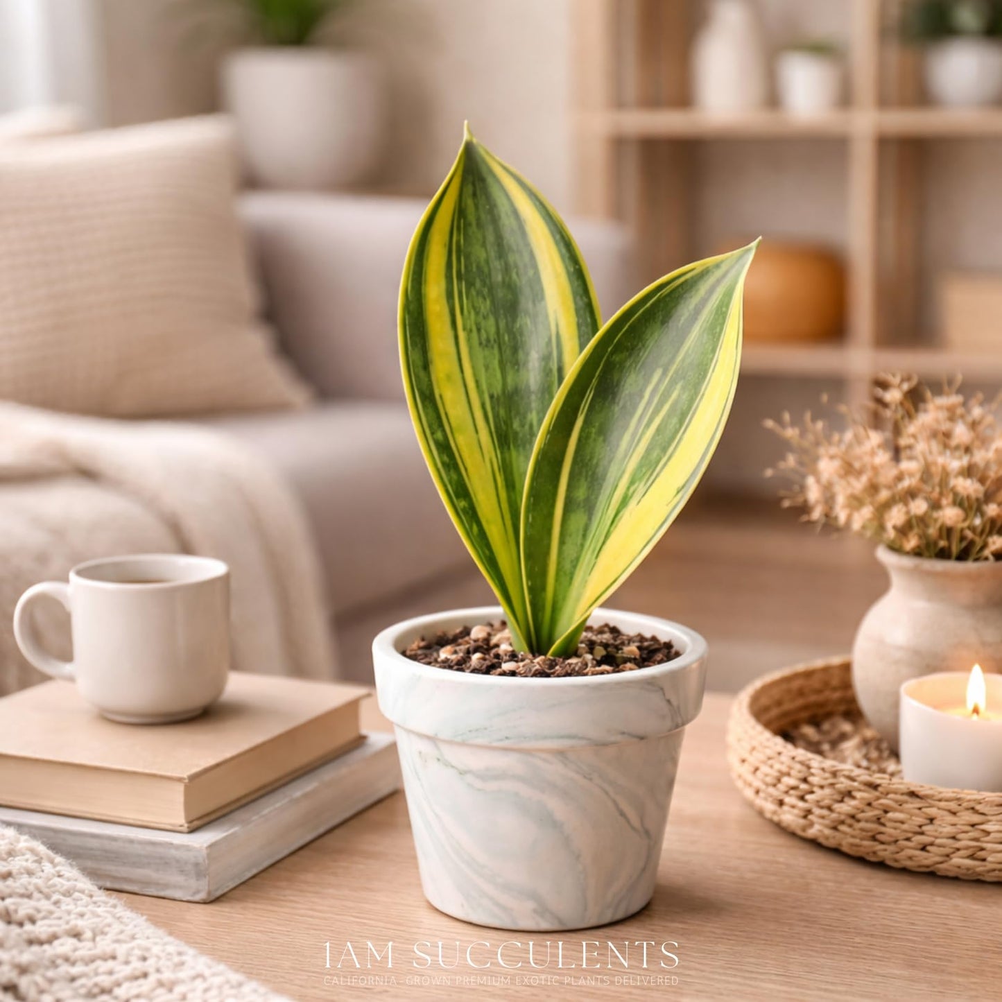 Variegated Whale Fin Plant 8–10 Inch Live Plant – Rare Variegated Sansevieria Masoniana Indoor Succulent, Easy Care Air Purifying Snake Plant, Unique Home Decor Houseplant Gift