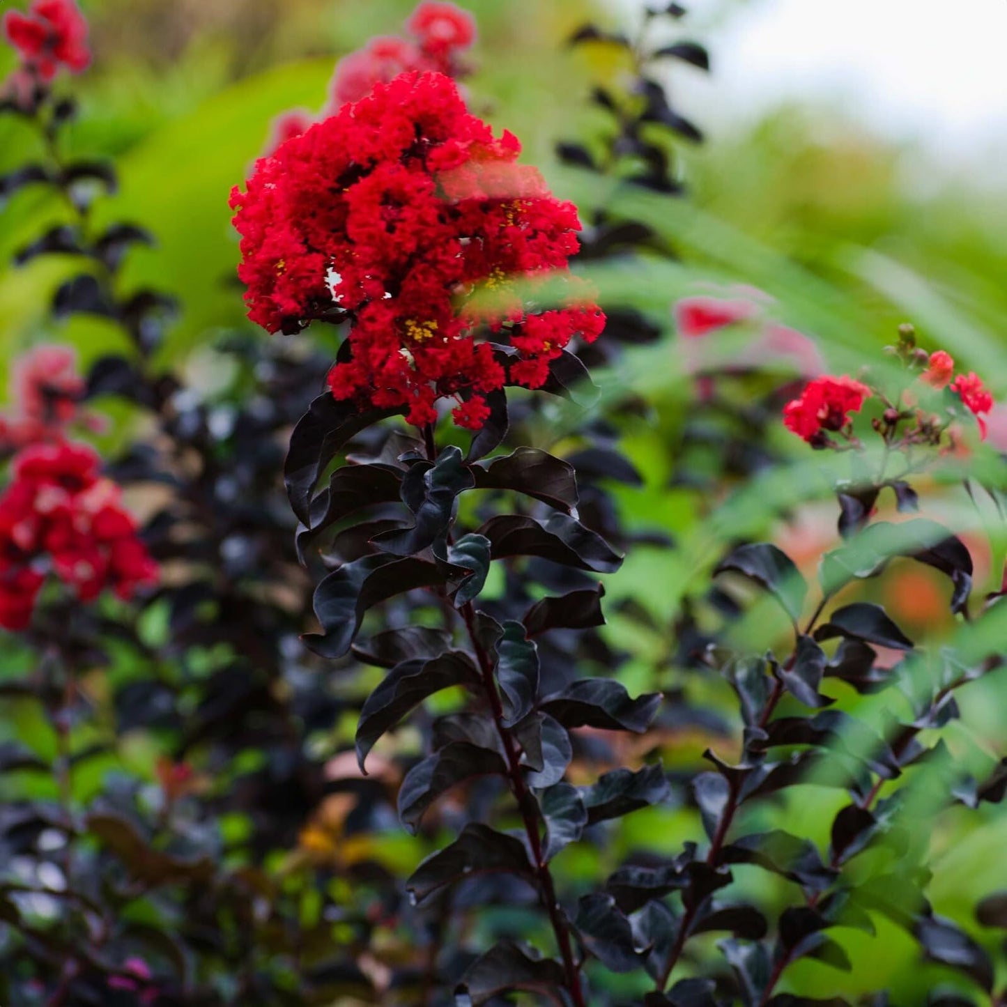 Live Plant - Ruby Thunderstruck Crape Myrtle Starter Lagerstroemia Rooted Starter Plant
