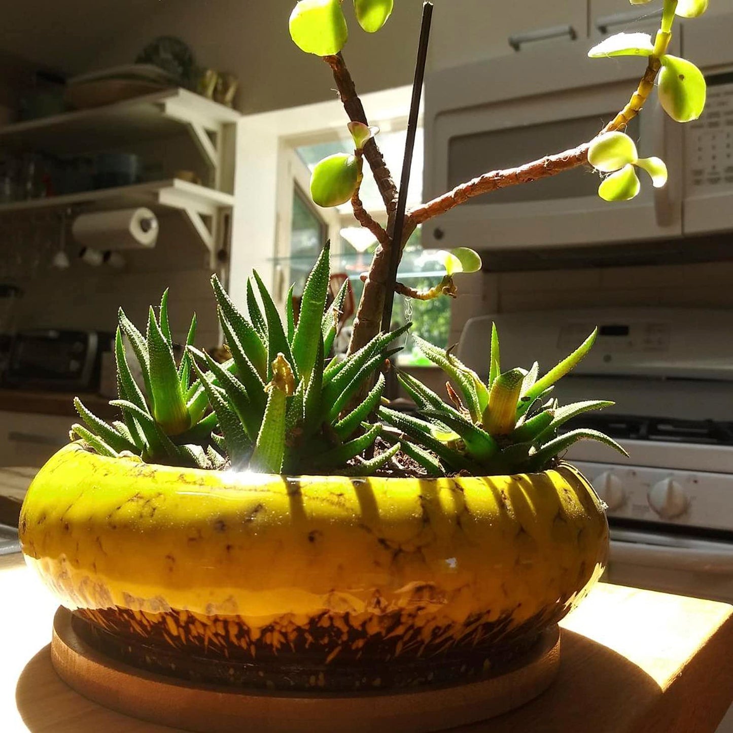 Succulent Pots, 1 Rectangle Planter + 1 Ceramic Bonsai Pot with Drain Tray, 2 Pack Large Shallow Succulent Planters for Indoor Plants, Round Cactus Flower Plant Pot for Desk Windowsill Decor