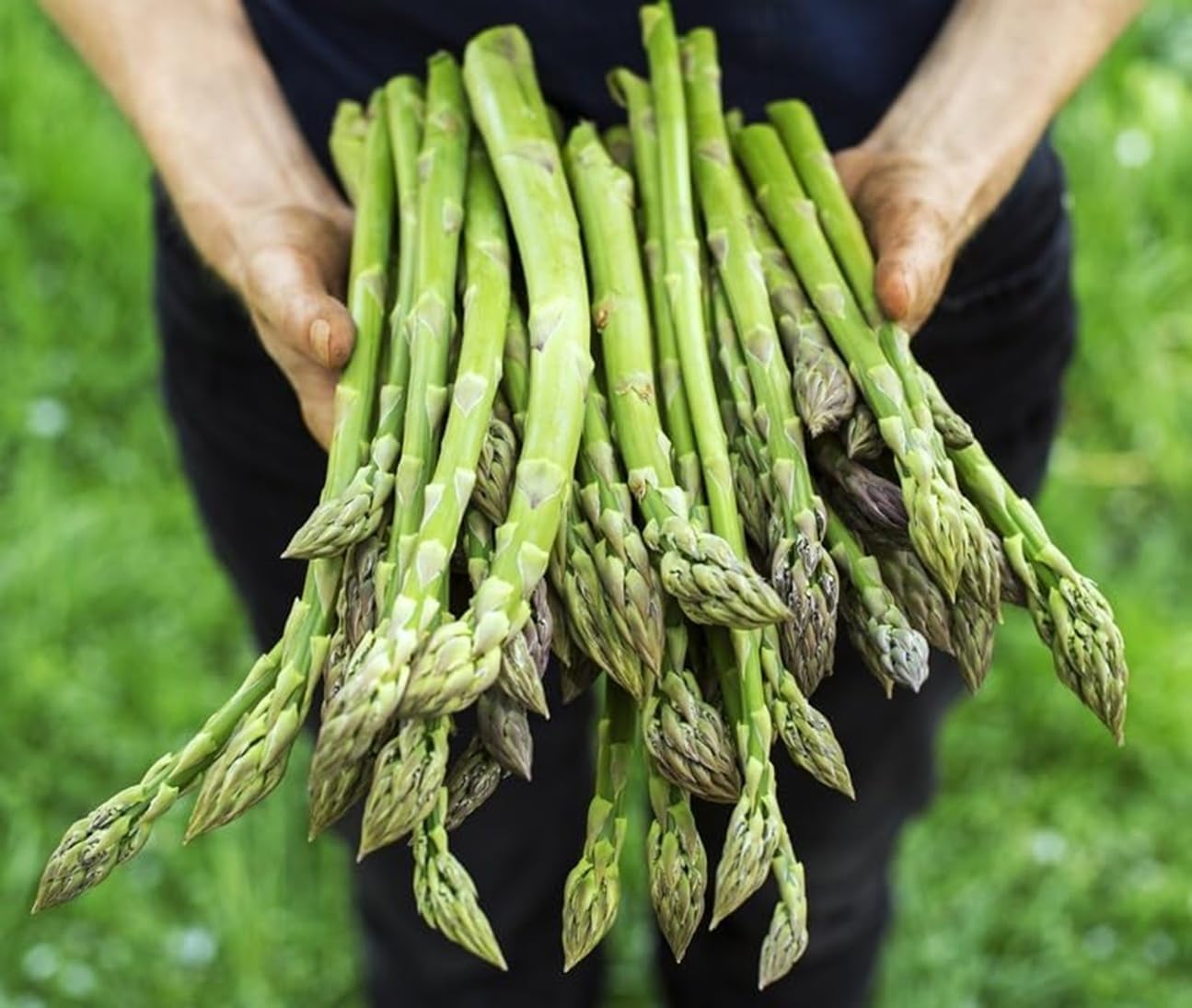 Jersey Giant Live Asparagus Bare Root Plants - 2yr Crowns - Grow Giant Asparagus (5 Plant)