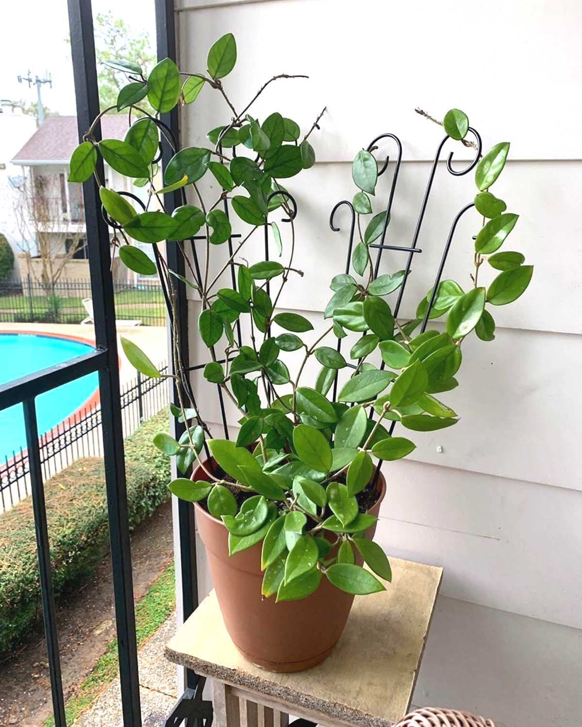 Mklsit 4 Pack 32'' Indoor Plant Trellis for Potted Plants, Metal Garden Trellis for Climbing Plants Outdoor, Black Coated Flower Pot Trellis for Climbing Plants Houseplants Vine Ivy