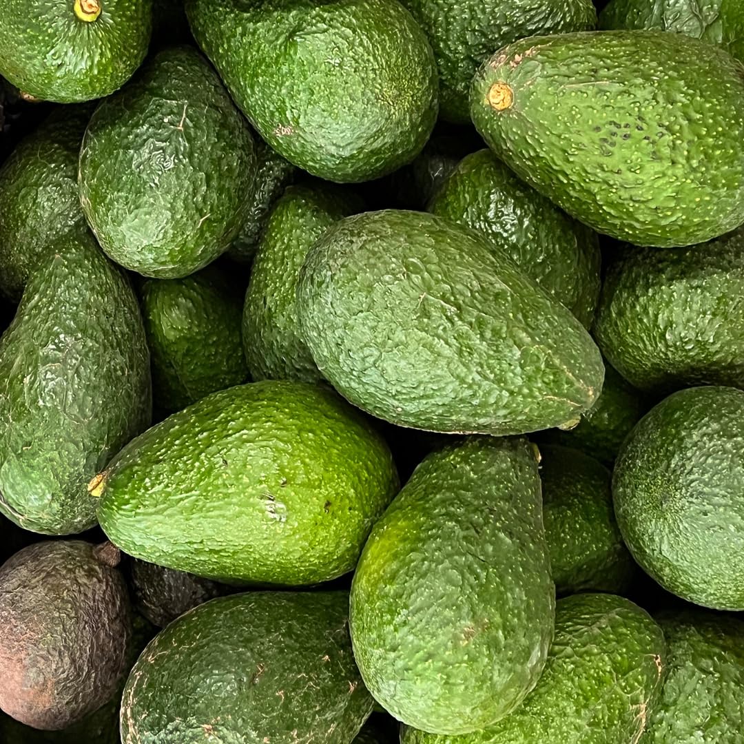 Live HASS Avocado Tree, Grafted Fruit Tree, 1-2 Feet Tall, Hardy Avocado Variety, Ready for Planting, No Ship to CA