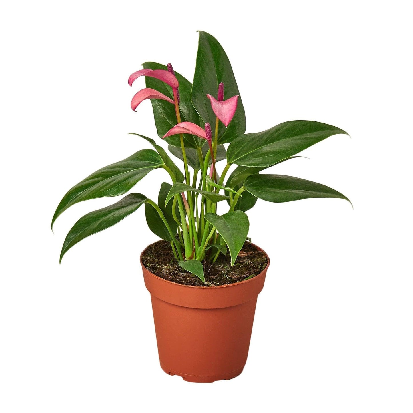 Anthurium 'Purple' | Live Plant for Indoor & Outdoor | for Living Room, Office, Bathroom | (4" Pot)