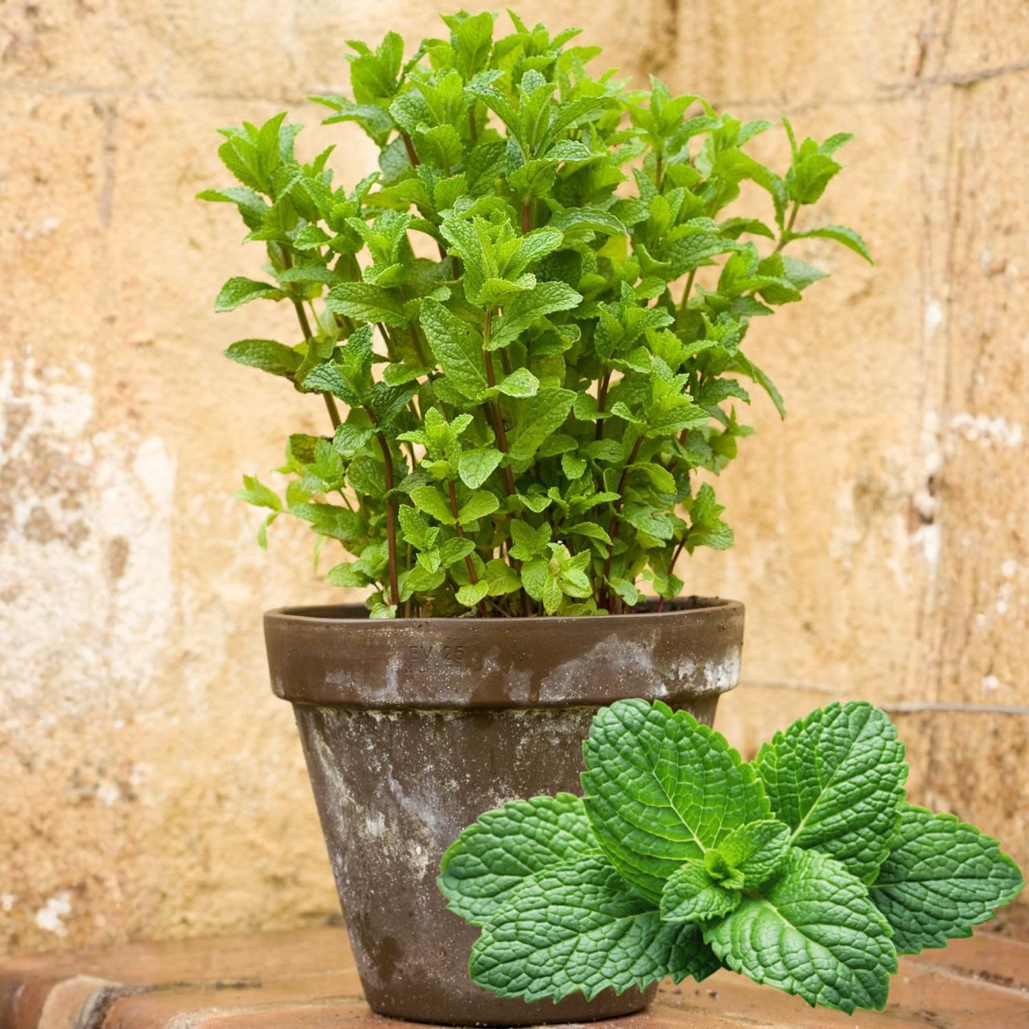 Set of 6 Spearmint Mint Live Herb Plants, 3–6 Inches Tall, Fragrant Mint Plants for Indoor Outdoor Garden, Patio, and Culinary Growing