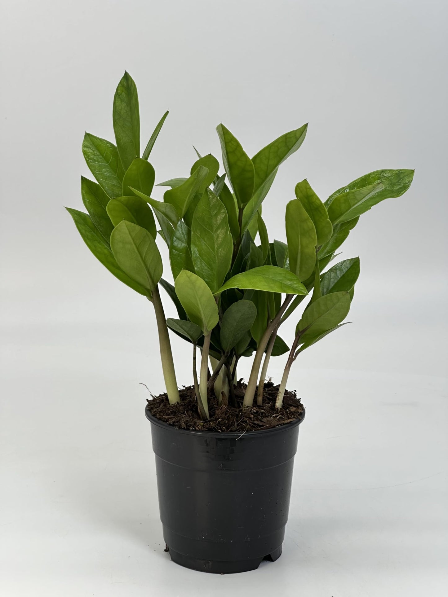 Live ZZ Plant in 5” White Duo-Tone Decorative Metal Pot | Indoor Houseplant, Easy Care| Low Maintenance Plant, Air-Purifying Houseplants