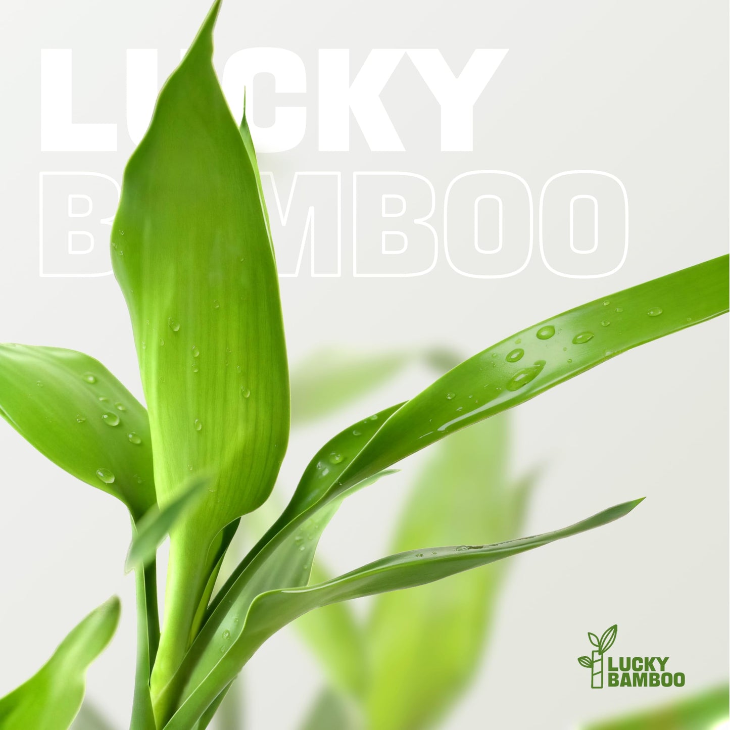Yagaliga Lucky Bamboo 10 Stalks 18″ Live Indoor Plant Set – Perfect for Low-Light Spaces (Glass Container Not Included)