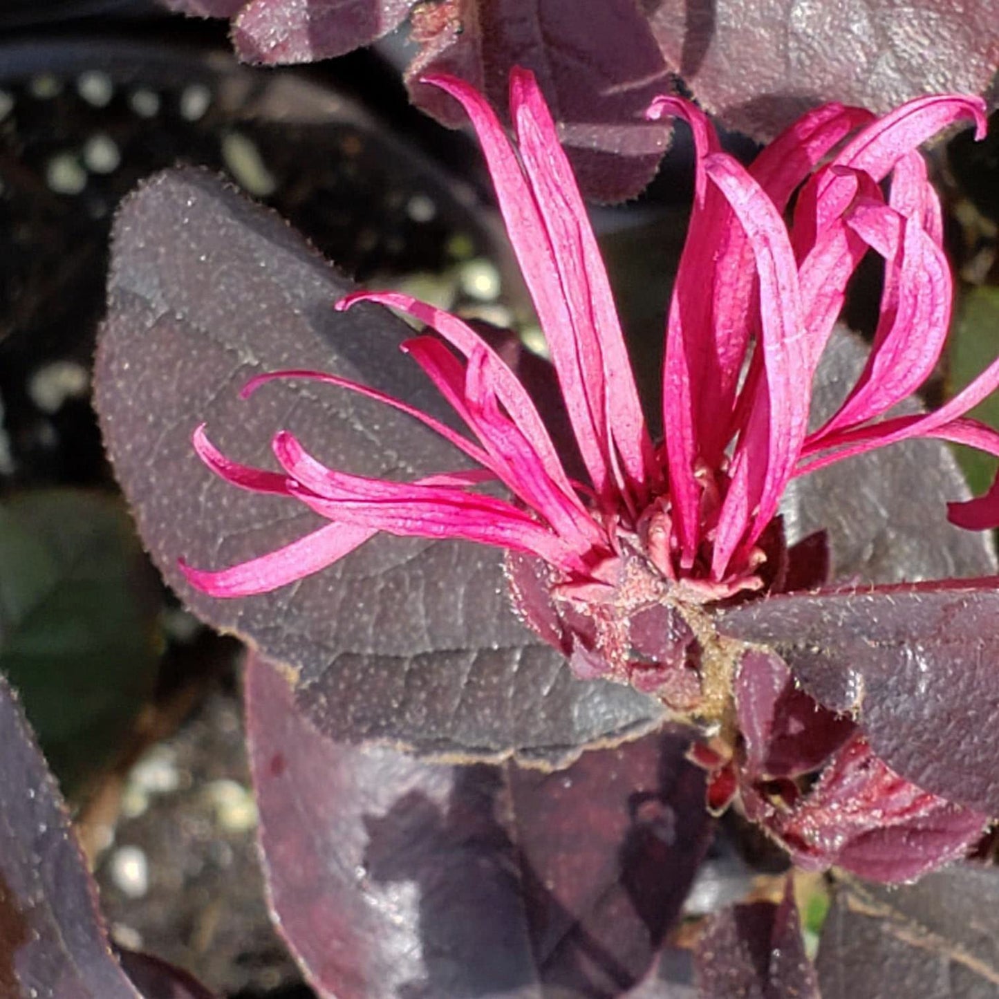 Carolina Midnight Chinese Fringe Flower - Loropetalum Hybrid - Live Shrub Plant - Red Purple Leaf - Pink Flower - Emerald Goddess Gardens - Starter Sz 4 Inch Pot