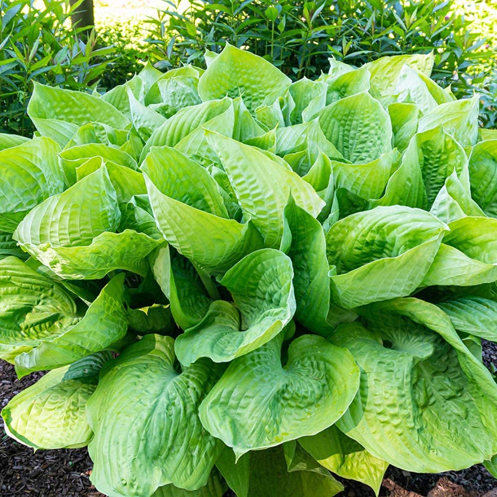 3 Big & Giant Hosta Perennial Mix, Blue-Green and Yellow-Green Masssive Large Leaves | Perfect for Trim, Shade, Flower and Landscaper Gardens Attract Butterflies and Pollinatiors