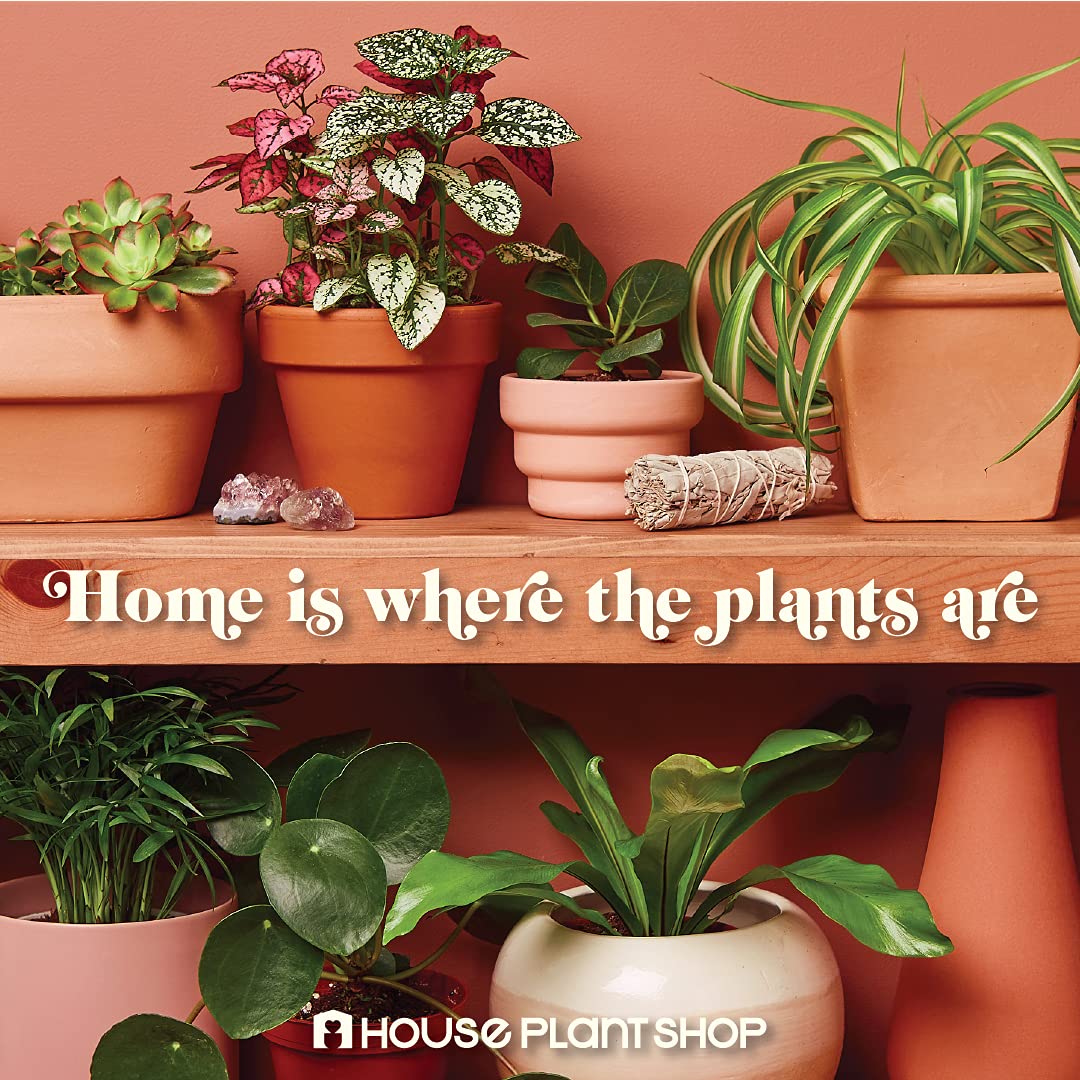 House Plant Shop | Dracaena 'Marginata Cane' - 4" Pot | Live Indoor Plant | Easy to Care | Natural Décor Plant | Great Gifts| Free Care Guide