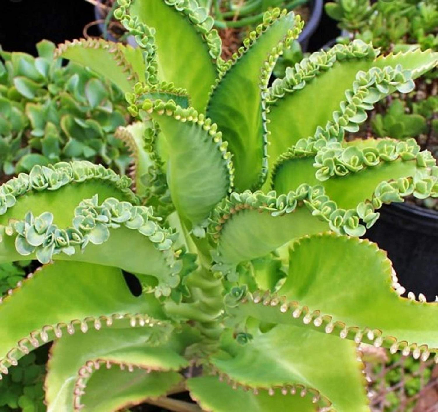 3-4 Inch Tall Mother of Thousands Plant with Plantlets on The Leaves - Tall Kalanchoe daigremontiana - Mexican Hat Plant Succulent (2 Plants)