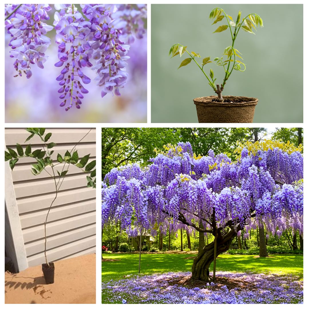 Purple Wisteria Tree Seedling – 1-Year-Old Well-Rooted Blooming Vine Plant – Fast-Growing Climbing Tree for Trellises, Pergolas, or Garden Landscaping