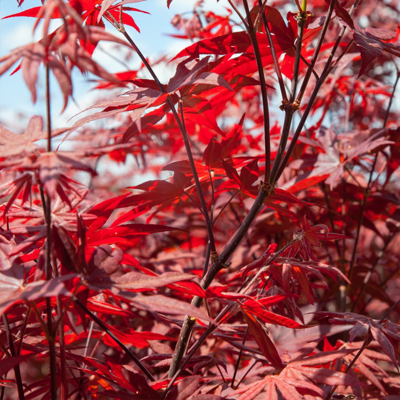 Perfect Plants Bloodgood Japanese Maple Tree 4-5 Feet | Live Plant for Beautiful Autumn Color | Red Leaf Colors Year Round | Small Deciduous Trees for Privacy