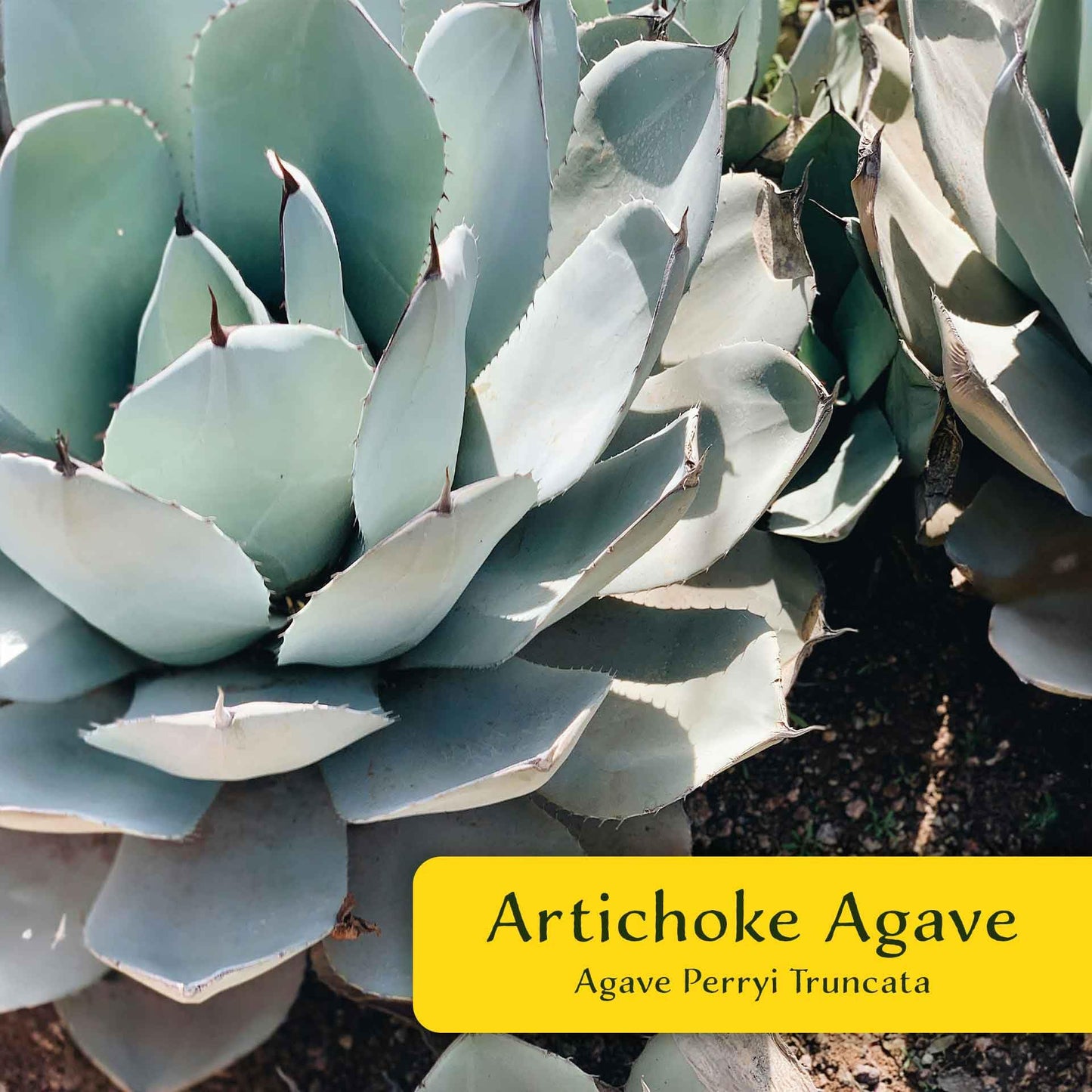 2 Artichoke Agave Succulents (Agave parryi VAR. truncata) | Live Evergreen Plant with Blue-Gray Rosette Form | Drought-Tolerant & Cold-Hardy for Landscaping, Rock Gardens & Containers in 3.5" Cubes