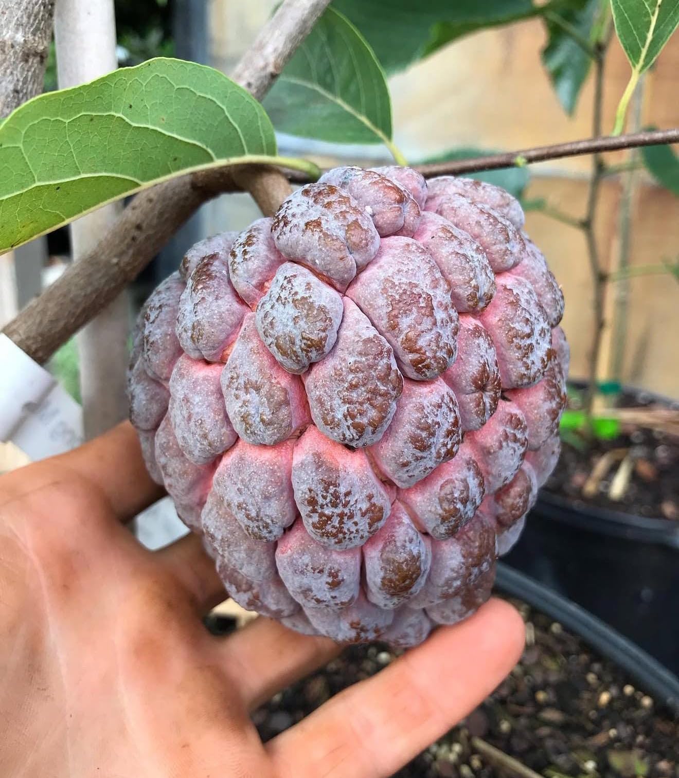Red Sugar Apple(Annona Squamosa) Red Anon Tropical Live Fruit Tree(10in to 24in) Plant