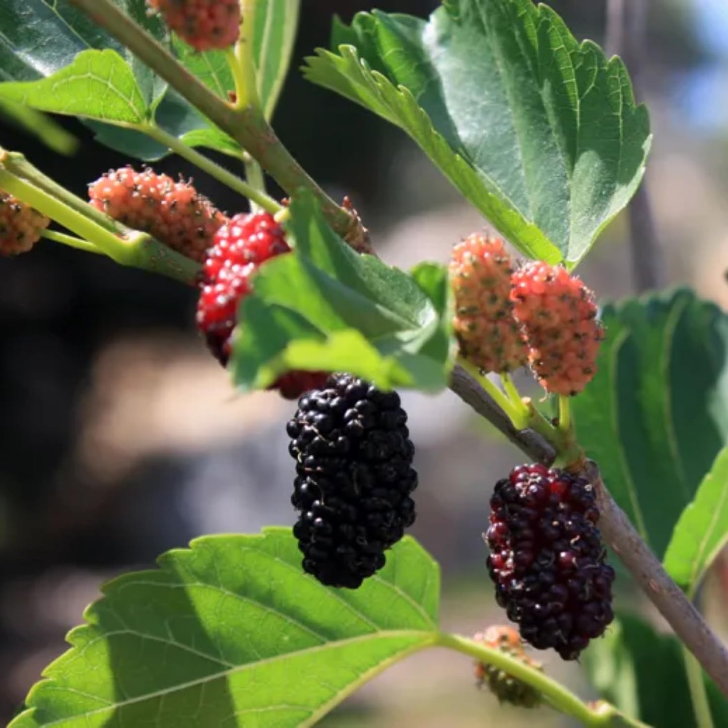 Mulberry Tree Live Plant, Mulberry Bushes for Home Gardens, Mulberry Plant Live, Mulberry Fruit, 5-9 Inch Tall (Dwarf Everbearing Mulberry)