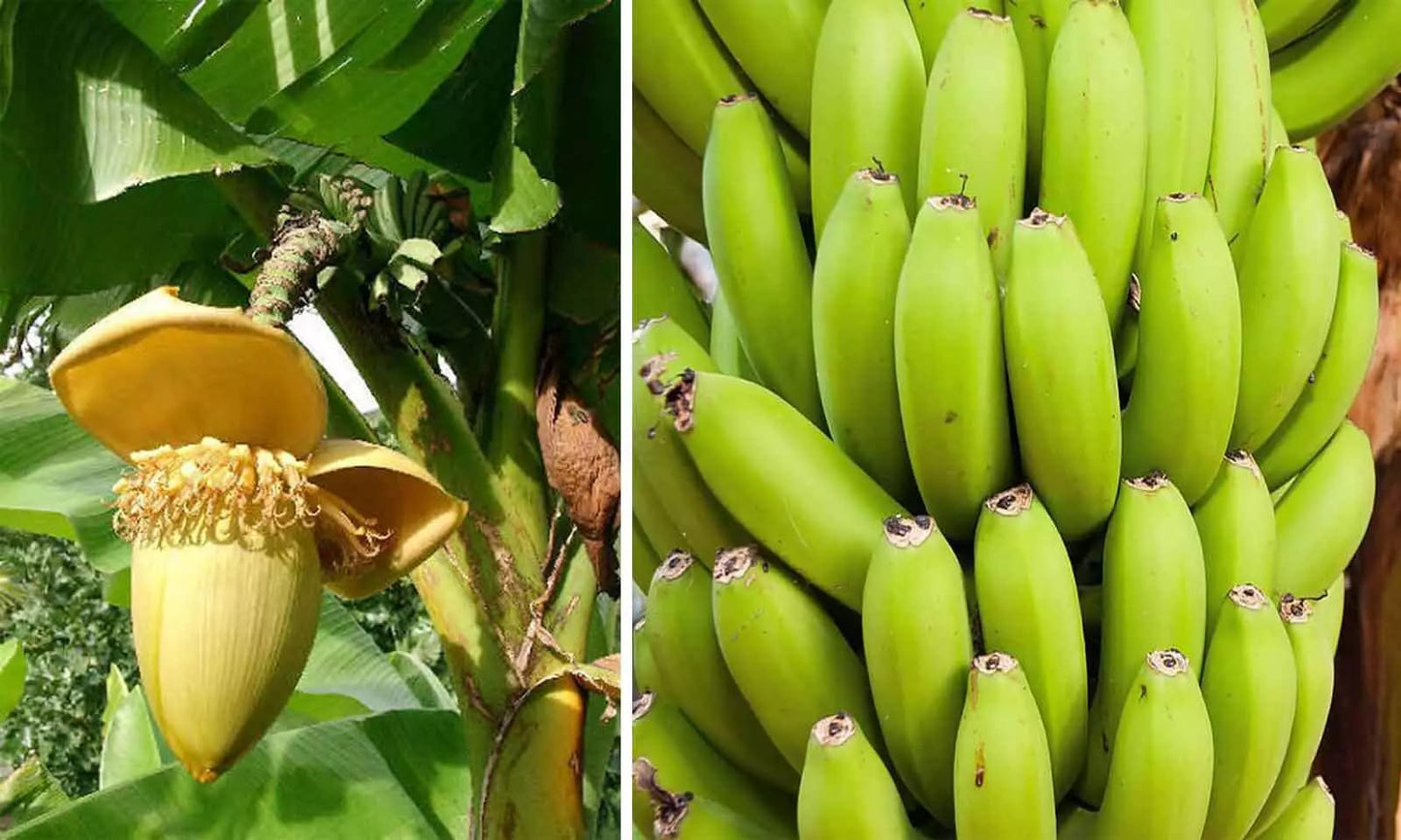 2 Plants Musa Basjoo Banana Tree - Cold Hardy Variety - 8 to 10" Tall - Perfect for Any Garden