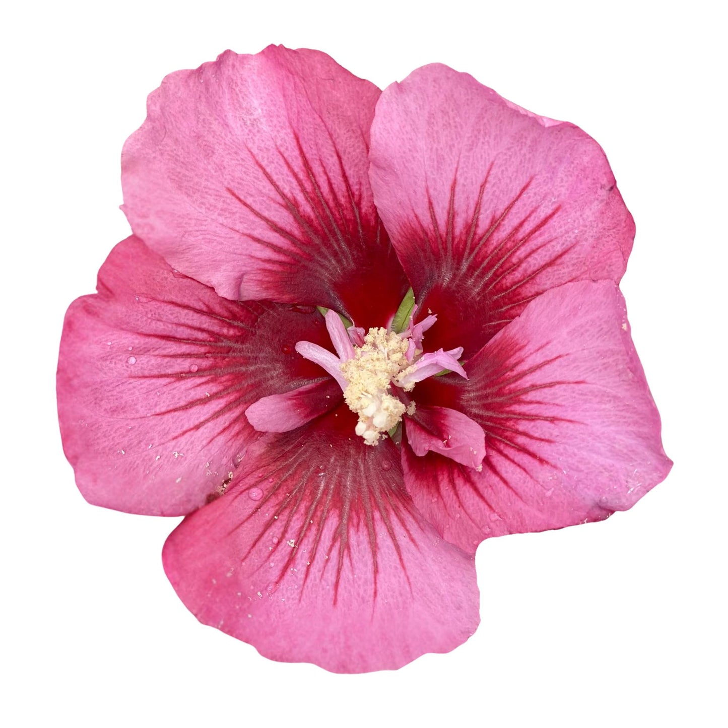 Proven Winners Red Pillar Rose of Sharon (Hibiscus syriacus) Live Plant, 4.5" Qt, 4 Pack