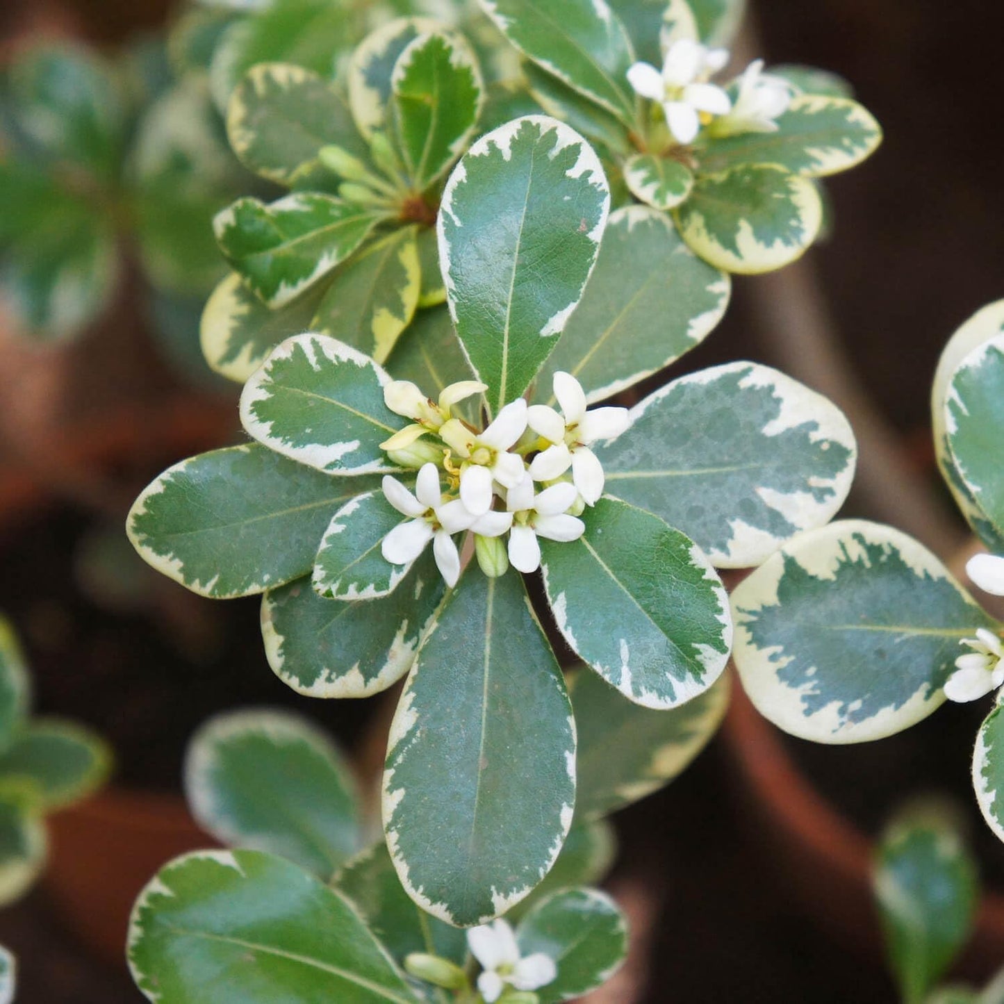 Variegated Pittosporum 'Japanese Mock Orange' (2.5 Gallon) Evergreen Shrub with Green and Cream-White Foliage - Part Sun Live Outdoor Plant