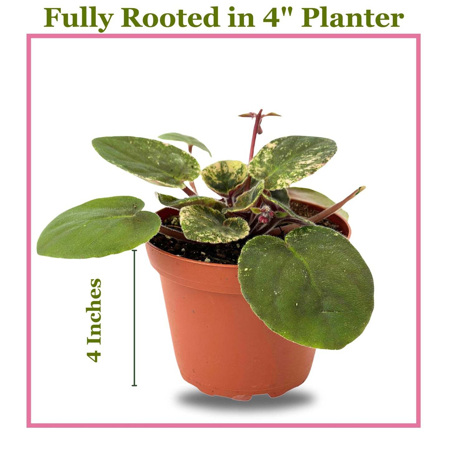 Live Plant Assorted African Violets 4" - Easy to Care and Grow Air Purifying Indoor House Plants - Rare African Violets Plant - Flowers for Home Office Room Decor & Giftable(Heat Pack Included)