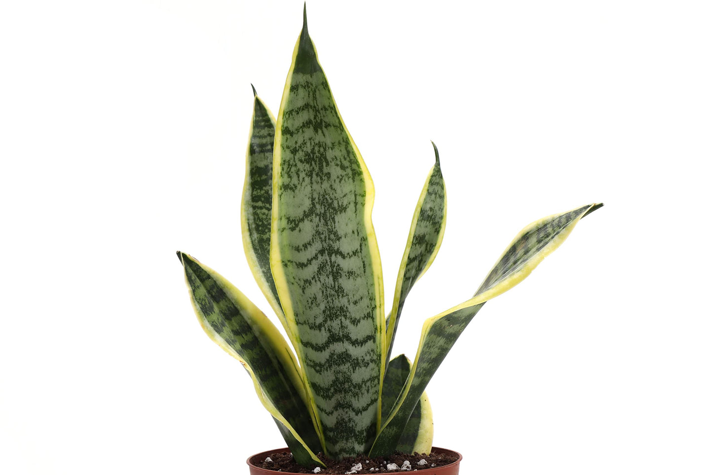 Thorsen's Greenhouse Low Light Houseplant Set, Easy Care Plants, Set of 3 Plants, Live Indoor Plants, 4" Diameter, Classic Pots (Brushed Silver)