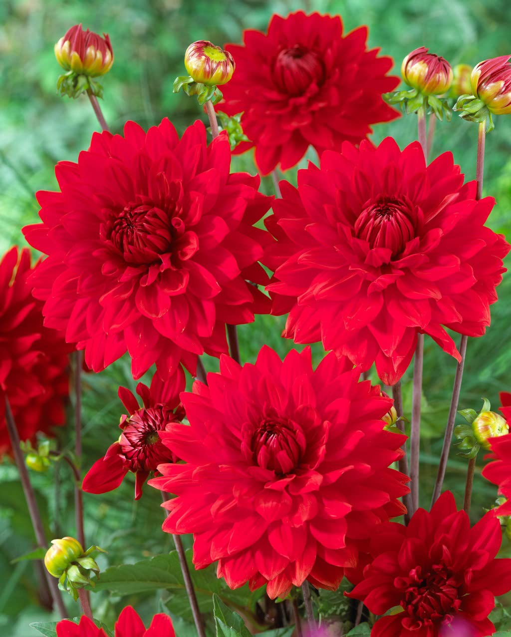 Votaniki Garden Wonder Dahlia Bulbs - Stunning Dahlia Blooms, Large Flowering Dahlia Bulbs | Perennial Flower, Prefect for Cut, Easy to Grow, Attracts pollinators (1 Pack)